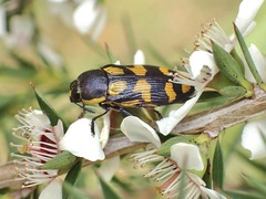 Castiarina octospilota