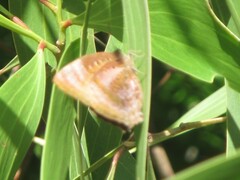 Arhopala micale amytis
