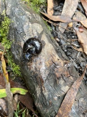 Victaphanta compacta