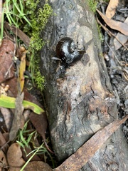 Victaphanta compacta