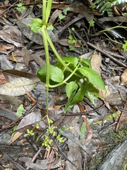 Sambucus gaudichaudiana