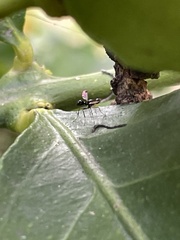 Parapalaeosepsis plebeia