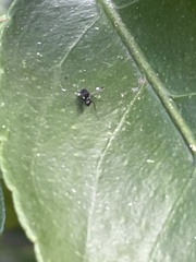 Parapalaeosepsis plebeia