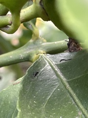 Parapalaeosepsis plebeia