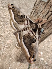 Saturnia pyretorum