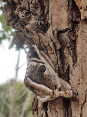 Saturnia pyretorum