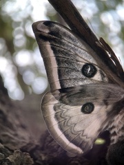Saturnia pyretorum