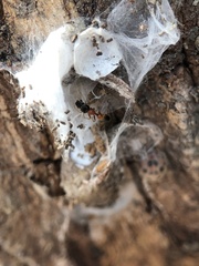 Myrmarachne melanocephala