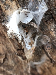 Myrmarachne melanocephala