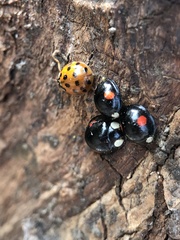 Harmonia