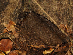 Tropicoperdix graydoni