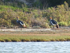 Balearica regulorum regulorum
