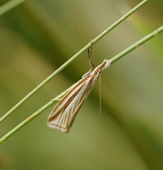 Hednota grammellus