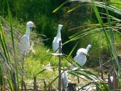 Bubulcus ibis