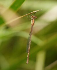 Austrolestes analis