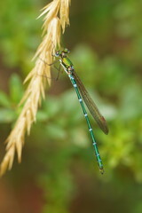 Austrolestes cingulatus