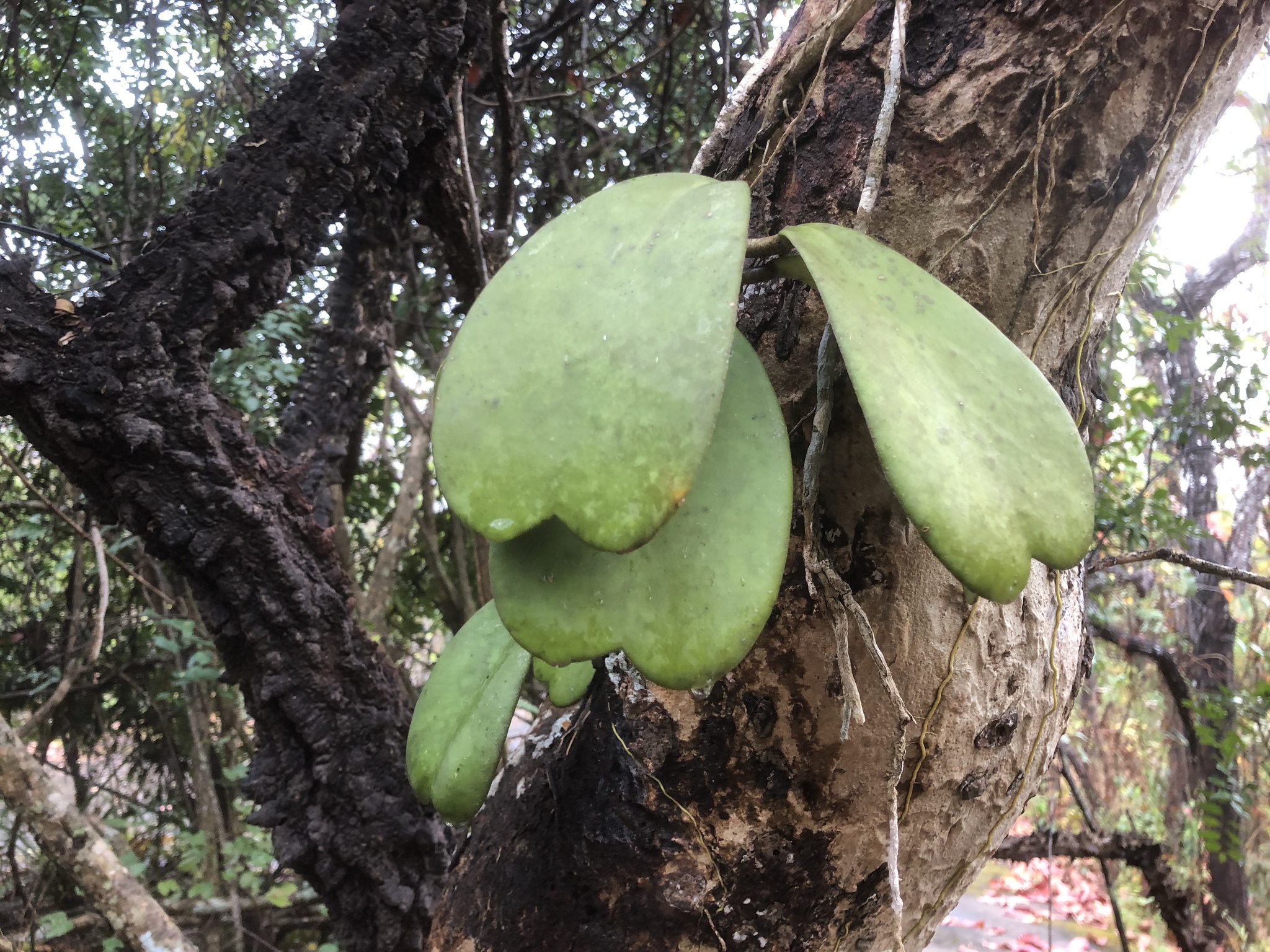Imagem de Planta-coração