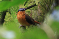 Sheppardia polioptera