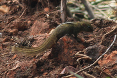 Paraxerus boehmi