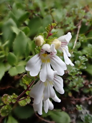 Euphrasia cuneata