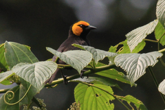 Ploceus melanogaster