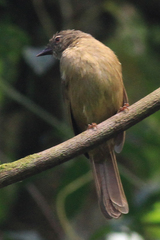Eurillas ansorgei
