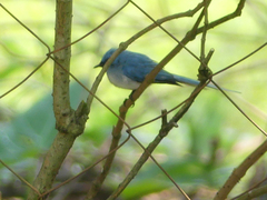 Elminia albicauda