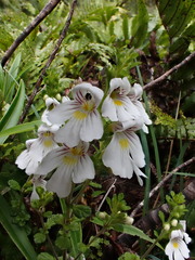Euphrasia cuneata