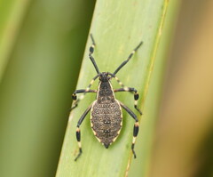Coreidae