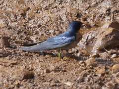 Hirundo angolensis