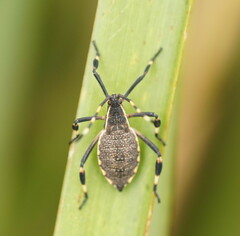 Coreidae