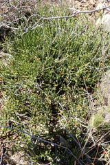 Diosma prama