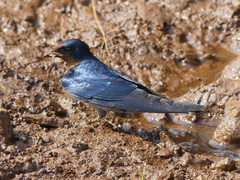Hirundo angolensis