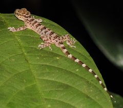 Cyrtodactylus