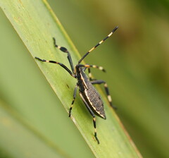 Coreidae