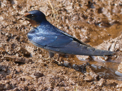 Hirundo angolensis