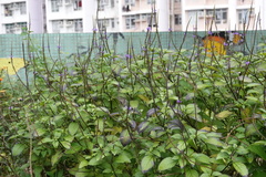 Stachytarpheta urticifolia