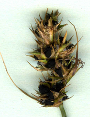 Anthracoidea arenariae