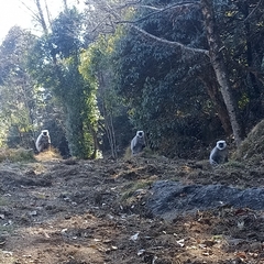 Semnopithecus schistaceus