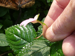 Impatiens flaccida