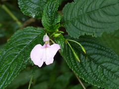 Impatiens flaccida