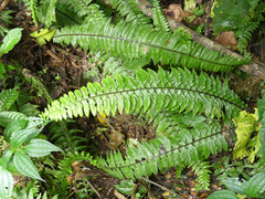 Hymenasplenium