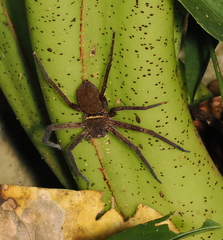 Heteropoda