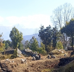 Semnopithecus schistaceus