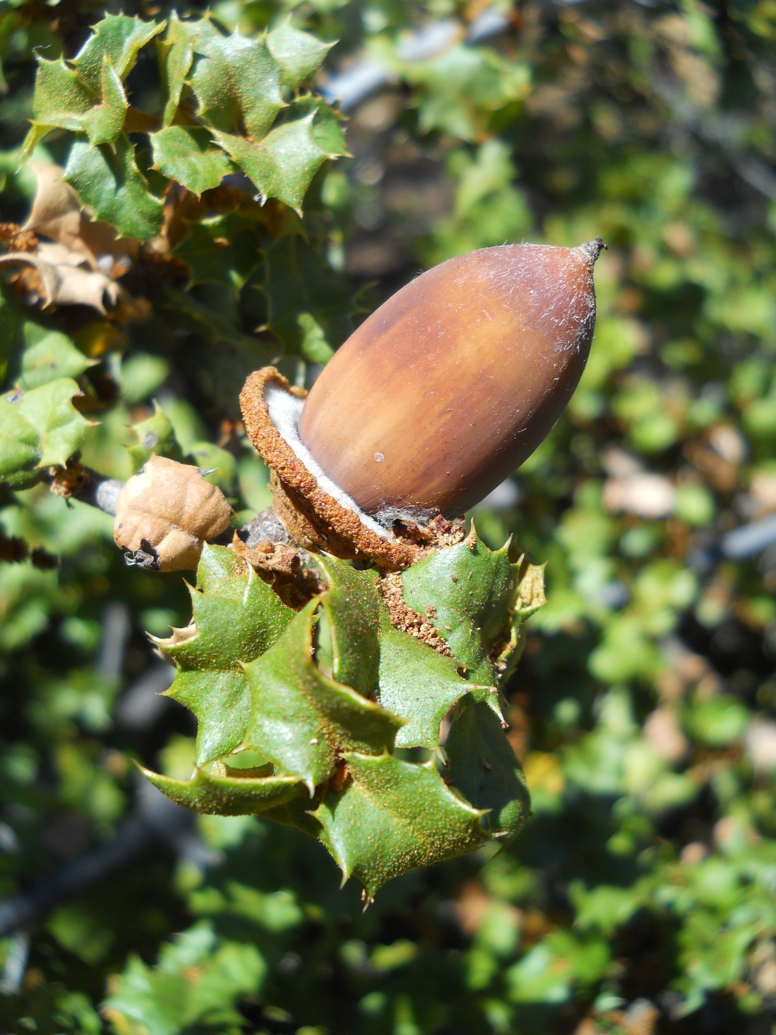 Quercus palmeri