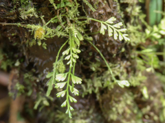 Hymenophyllum multifidum