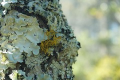 Teloschistes flavicans