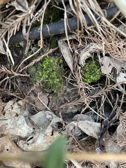 Atrichum cylindricum