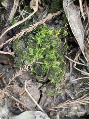 Atrichum cylindricum