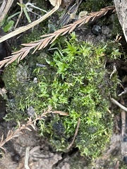 Atrichum cylindricum